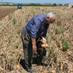 Un agricultor en la Comunidad Valenciana