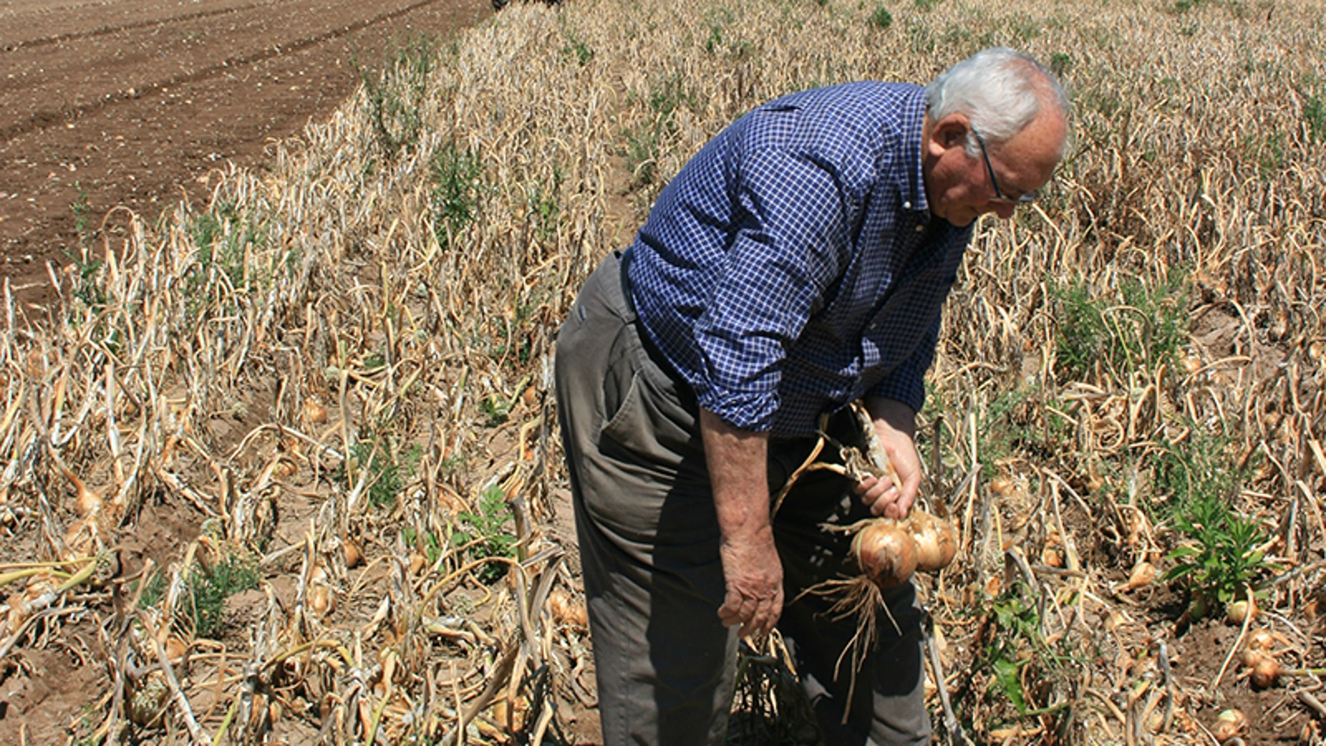 Un agricultor en la Comunidad Valenciana