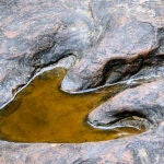 Huella de dinosaurio