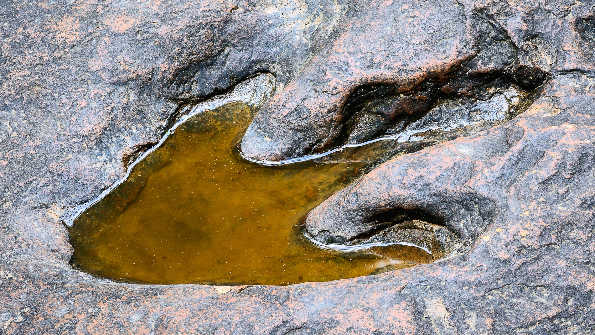 Huella de dinosaurio