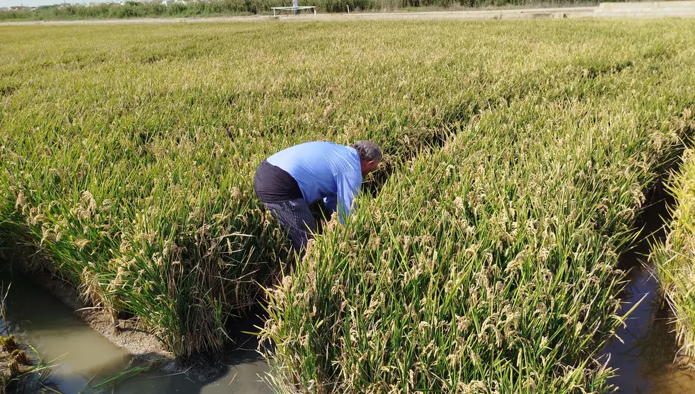 Antiguamente, la durísima labor de la siega del arroz se realizaba a mano