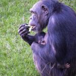 La chimpancé Natalia del Bioparc de Valencia suelta su bebé muerto al poco de nacer y concluye su duelo de siete meses