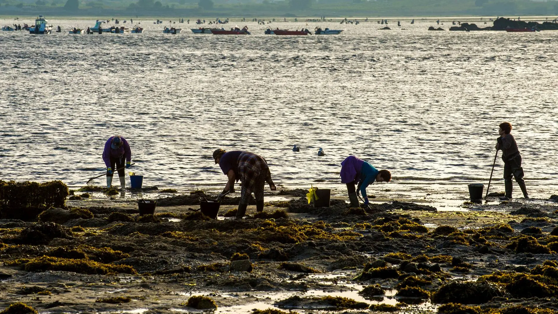 Marisqueiras.