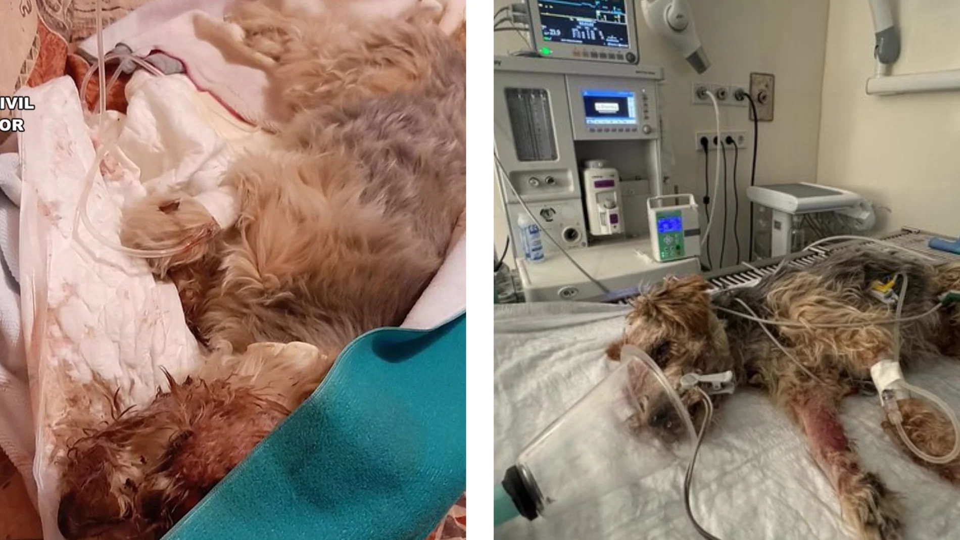 'Tobi', el perro herido tras ser atropellado por una persona en Hellín (Albacete)