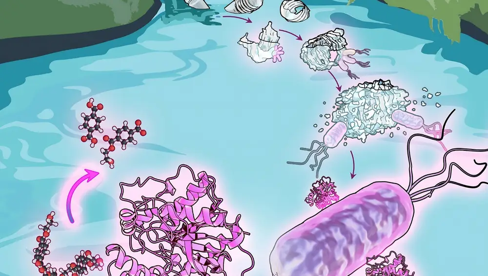 Las bacterias Comamonas viven en aguas residuales, donde descomponen los desechos plásticos para alimentarse