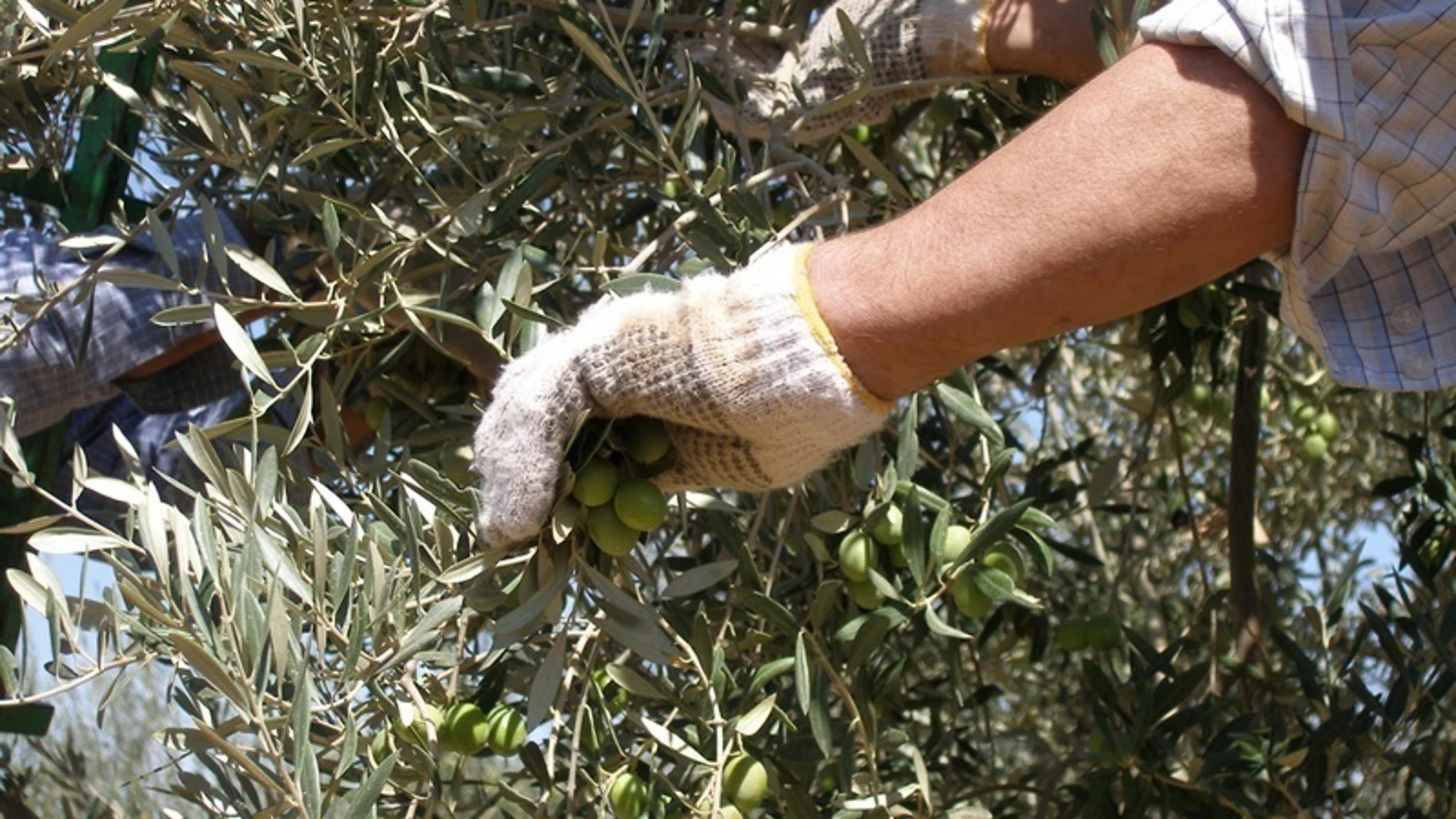 Andalucía recupera la producción normal de aceite de oliva