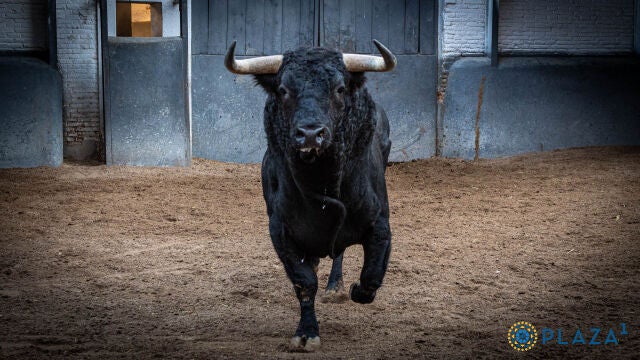 Estos son los imponentes novillos de Fuente Ymbro para esta tarde en Las Ventas