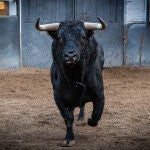 Estos son los imponentes novillos de Fuente Ymbro para esta tarde en Las Ventas