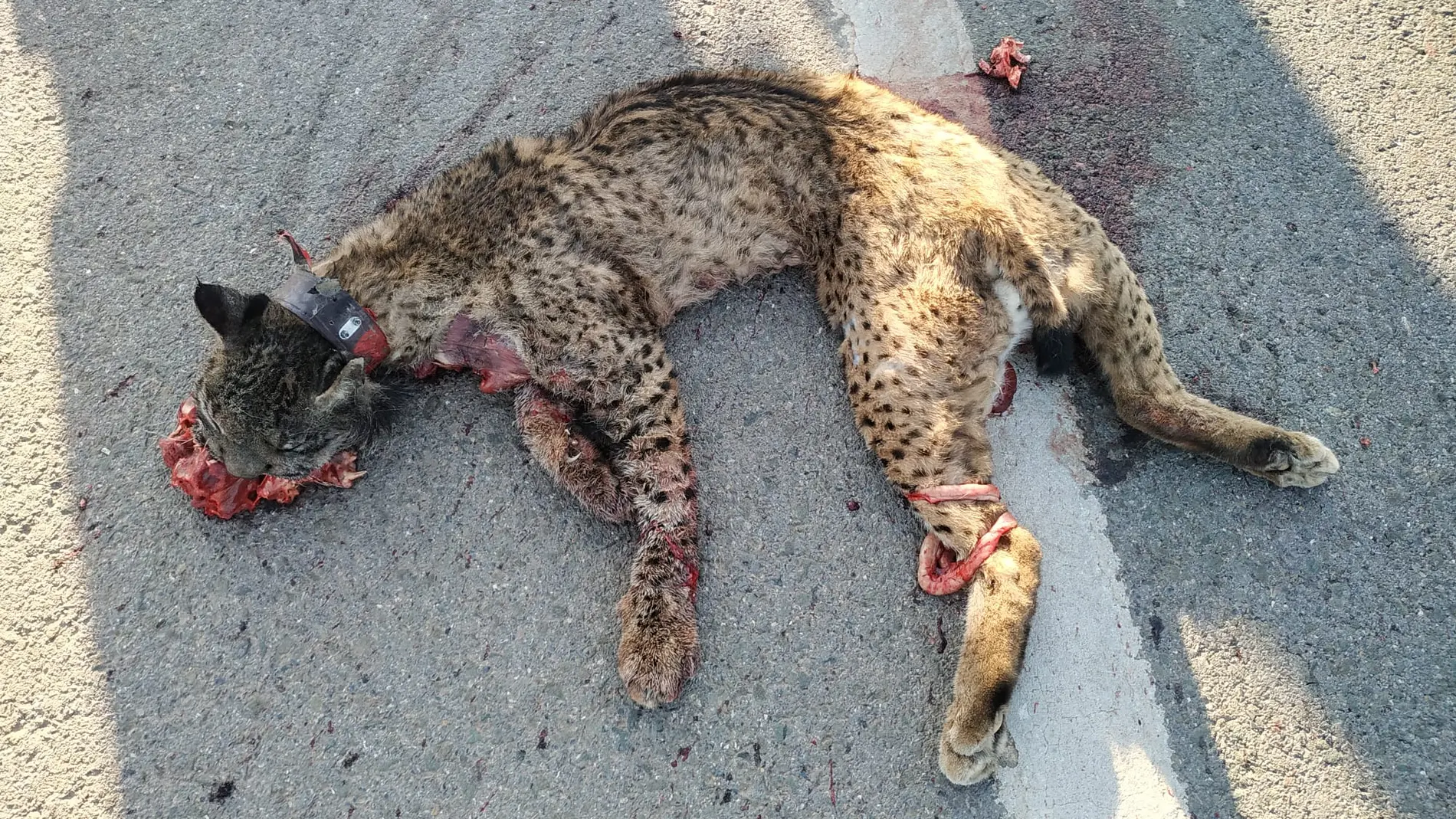 Uno de los linces atropellados