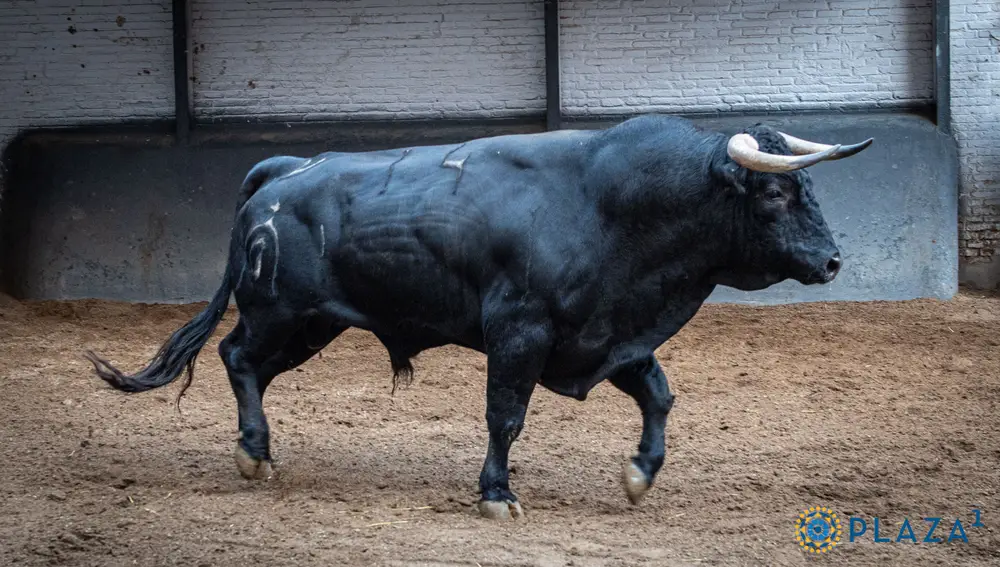 2º, "Taconero", nº 14.