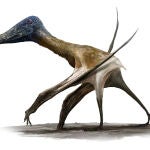 Los pterosaurios de cola corta, como este Balaenognathus, estaban adaptados a una vida en el suelo. Esta extraña criatura tenía casi 500 dientes en forma de aguja en sus mandíbulas y probablemente los usaba para alimentarse por filtración de pequeños alimentos en aguas poco profundas, similar a los hábitos alimenticios de los flamencos modernos.