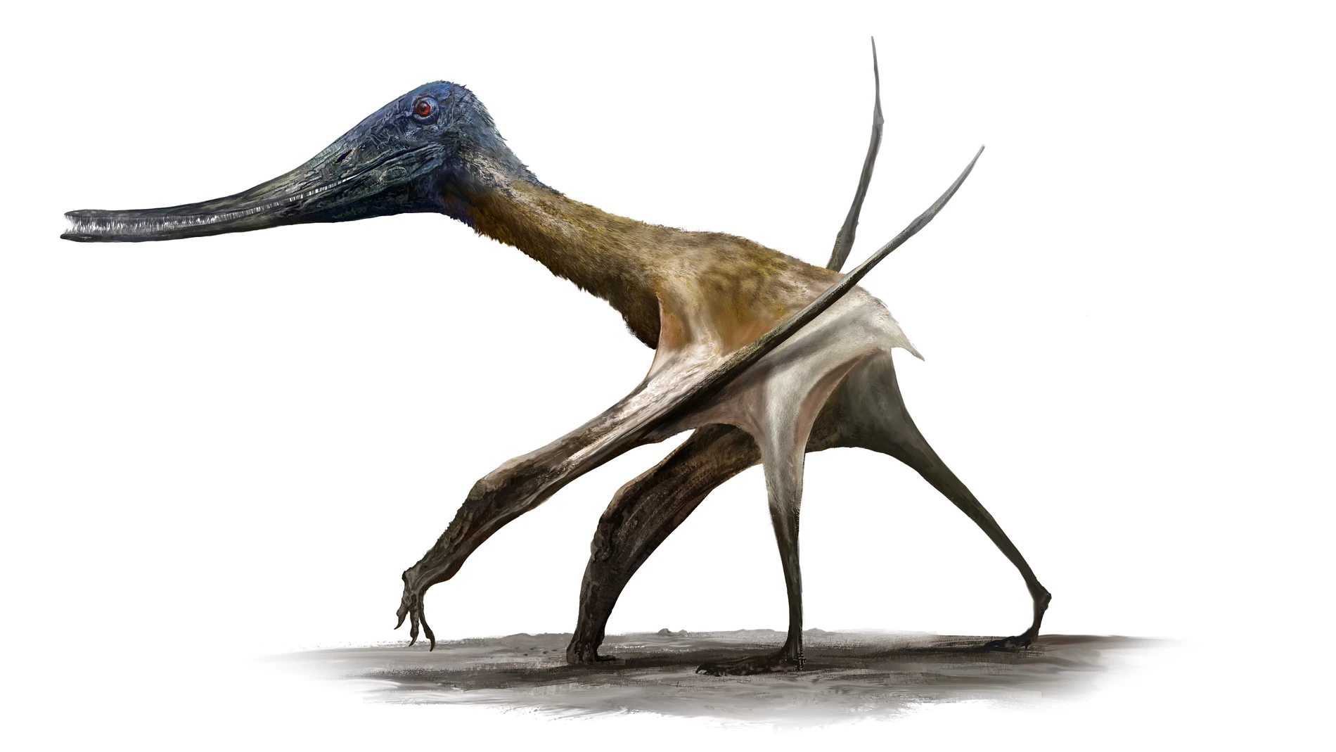 Los pterosaurios de cola corta, como este Balaenognathus, estaban adaptados a una vida en el suelo. Esta extraña criatura tenía casi 500 dientes en forma de aguja en sus mandíbulas y probablemente los usaba para alimentarse por filtración de pequeños alimentos en aguas poco profundas, similar a los hábitos alimenticios de los flamencos modernos.