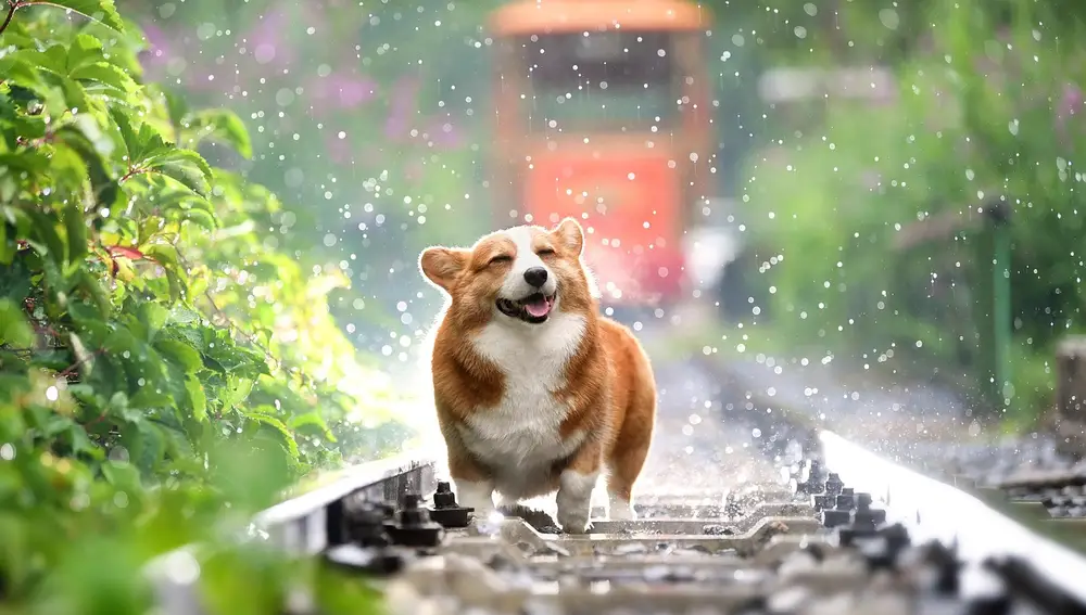 Perro corgi feliz bajo la lluvia