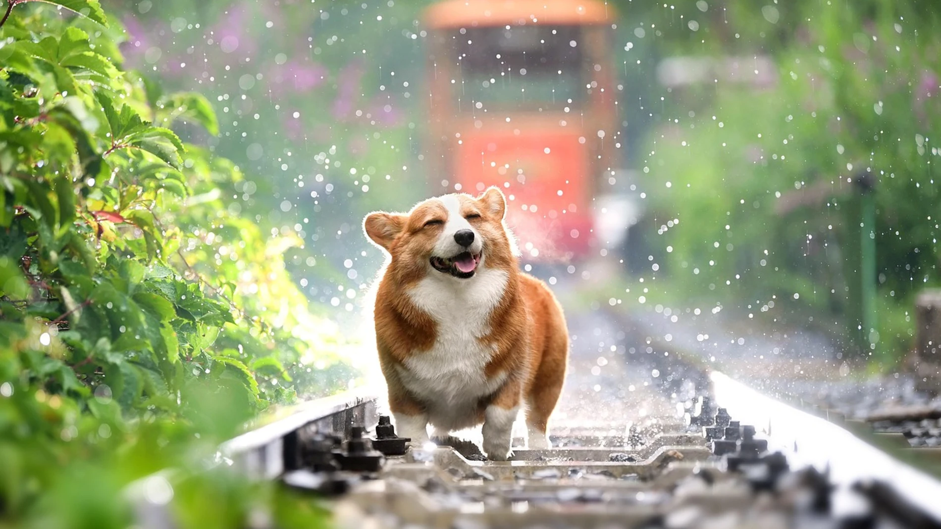 Perro corgi feliz bajo la lluvia