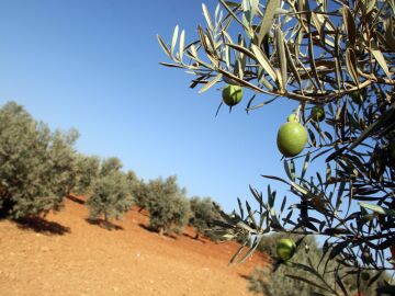 Las lluvias han afectado a la cosecha