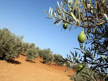Las lluvias han afectado a la cosecha Las lluvias han afectado a la cosecha