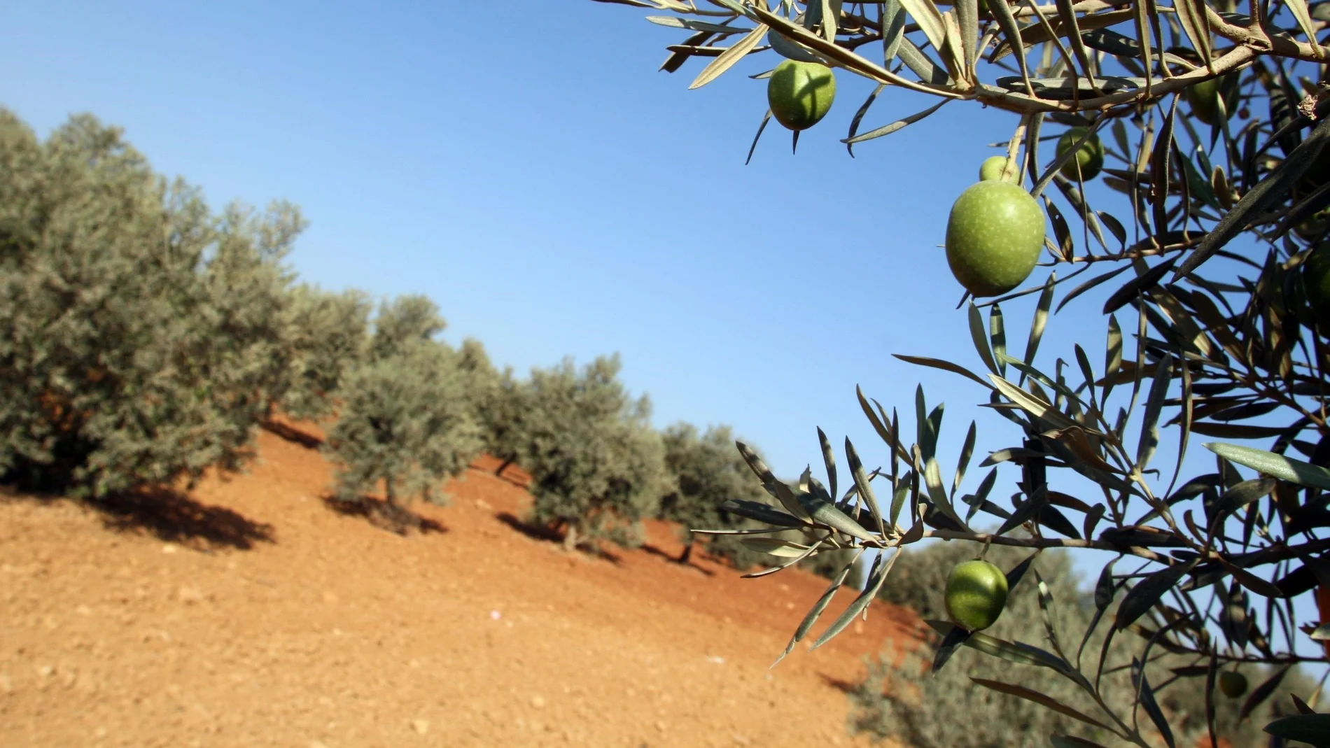 En Jaén las previsiones estimadas son de 445.000 toneladas de aceite de oliva