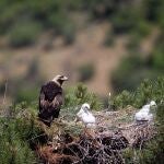El águila imperial ya no está en "inminente" peligro de extinción