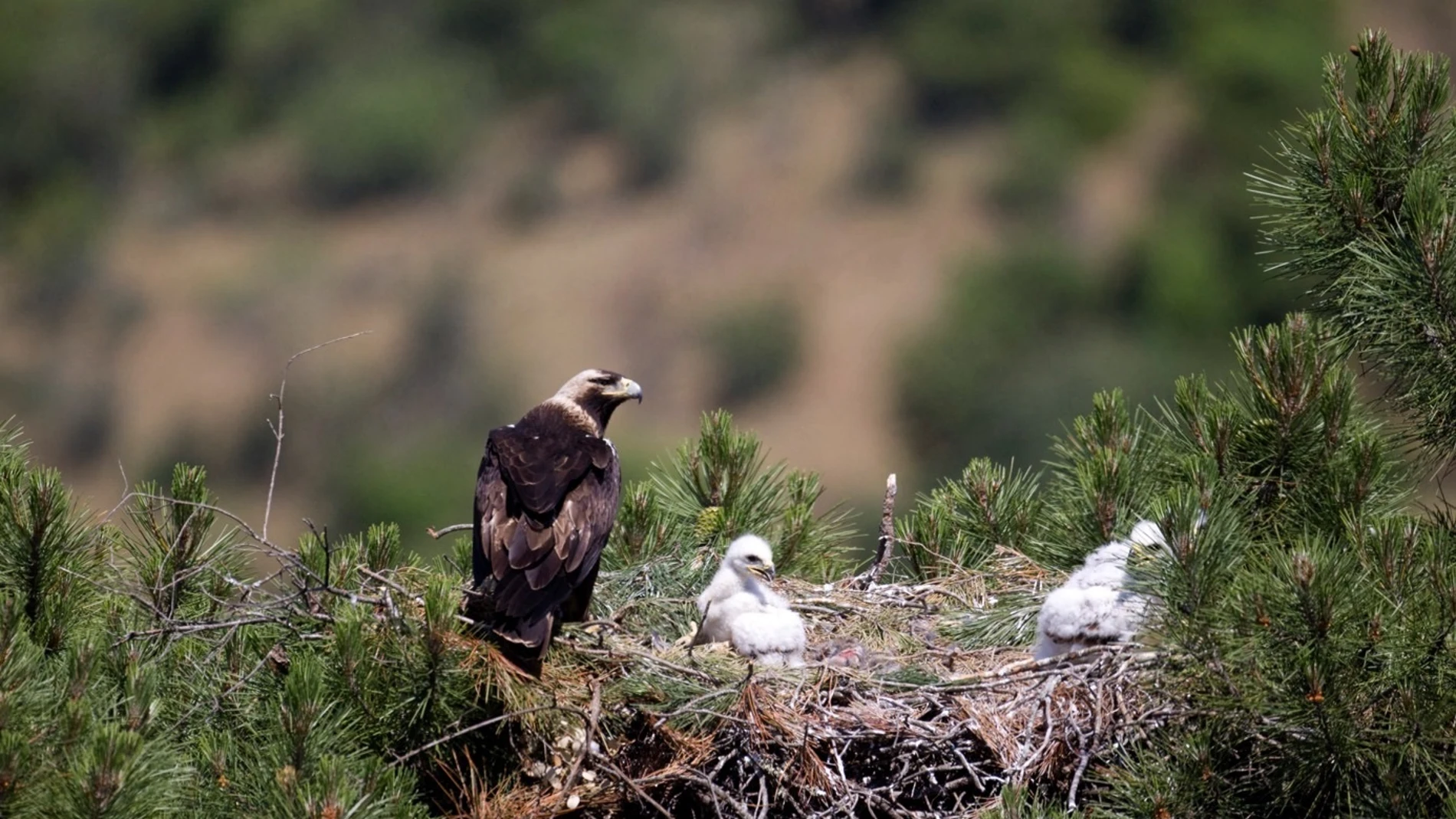 El águila imperial ya no está en "inminente" peligro de extinción