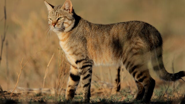 Los gatos han acompañado al ser humano durante miles de años y a día de hoy son un animal doméstico y muchos lo tienen como mascota, pero algunas especies de estos felinos pueden ser peligrosas