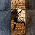 ¿Quiénes se enfrentarán hoy a los toros en Las Ventas?