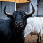  Estos son los impresionantes toros para el mano a mano de hoy en Madrid