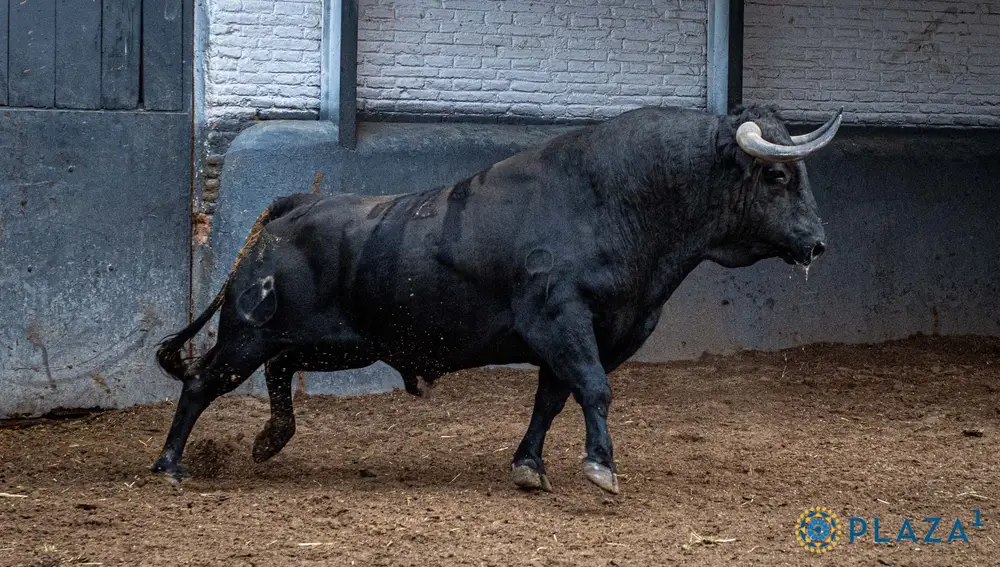 5º, "Amante", nº 124