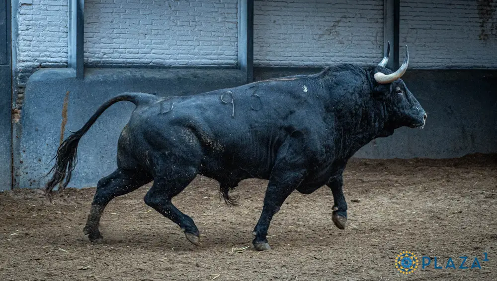 6º, "Barbuquejo", nº 93