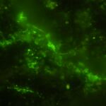 Las bacterias de 2000 millones de años, en verde, halladas en la roca.