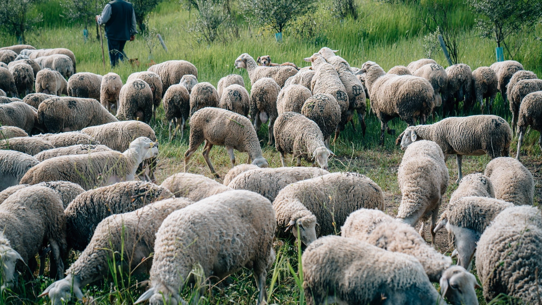 La lengua azul es una enfermedad vírica que afecta a los rumiantes, principalmente a los ovinos