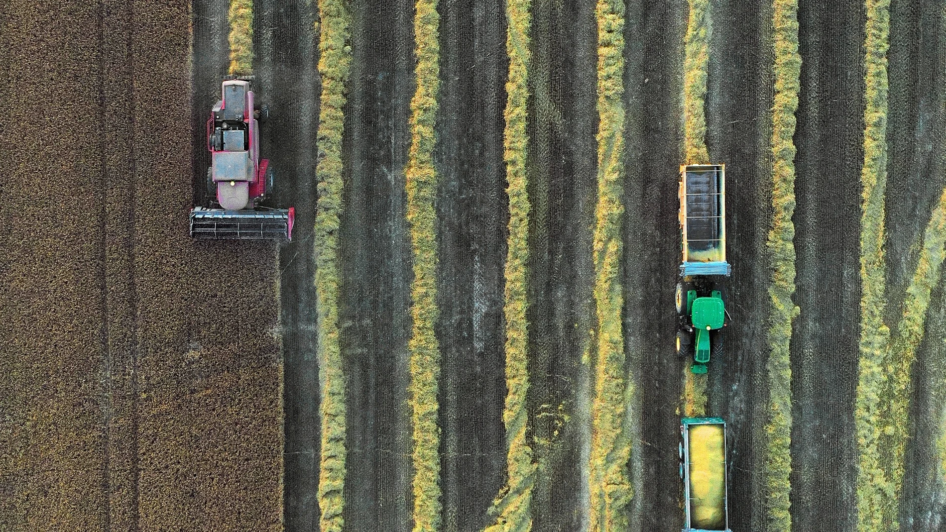 Una cosechadora combinada recolecta la cebada en un campo cercano a la localidad de Villaveta procesando la planta a través de una barra de siega consiguiendo en una pasada hacer varios procesos, realizando por si solas, la siega, trilla, separación y finalmente la limpieza del grano.