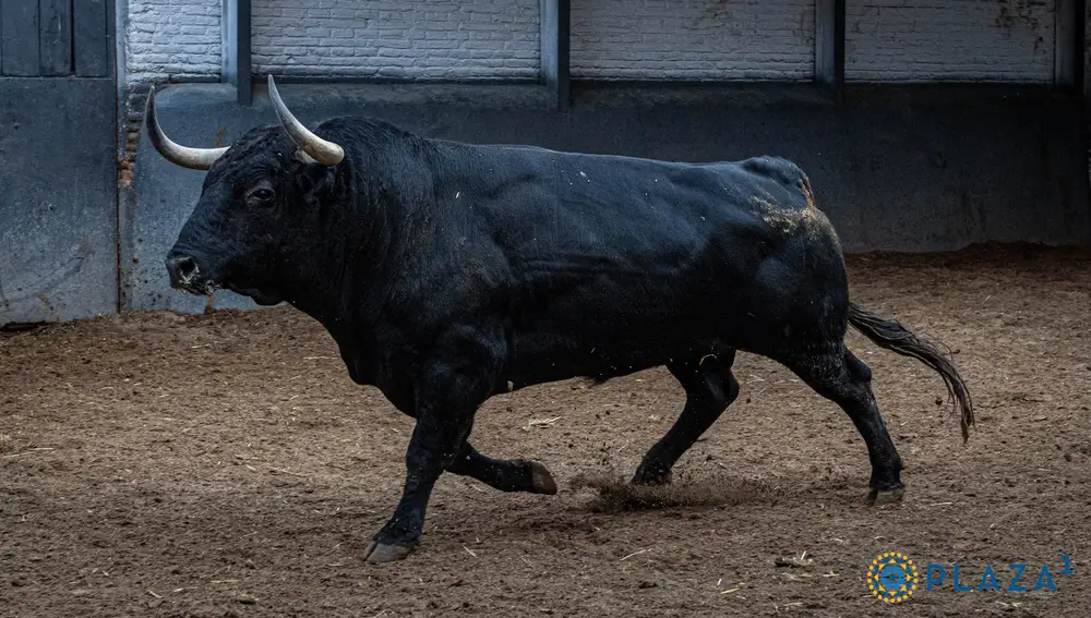 4º, "Impuesto", nº 117