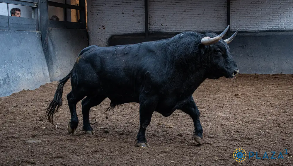 1º, "Bisonte", nº 151