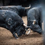 Así son los toros de Fuente Ymbro para esta tarde de otoño en Madrid