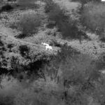Tibu y Jacob, los leones que cruzaron el río, retratados por la noche