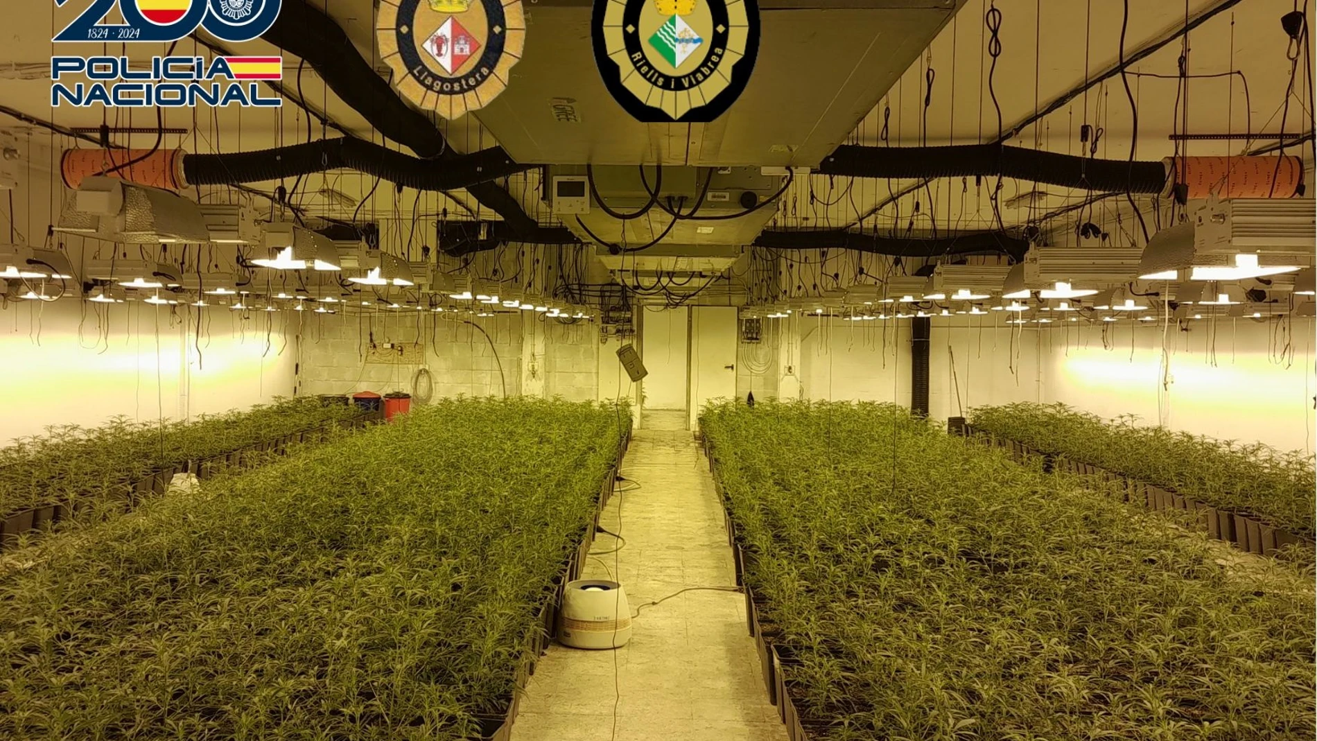 Detenidas 5 personas en Girona con más de 5.000 plantas de marihuana, cocaína y hachís REMITIDA / HANDOUT por POLICÍA NACIONAL Fotografía remitida a medios de comunicación exclusivamente para ilustrar la noticia a la que hace referencia la imagen, y citando la procedencia de la imagen en la firma 07/10/2024
