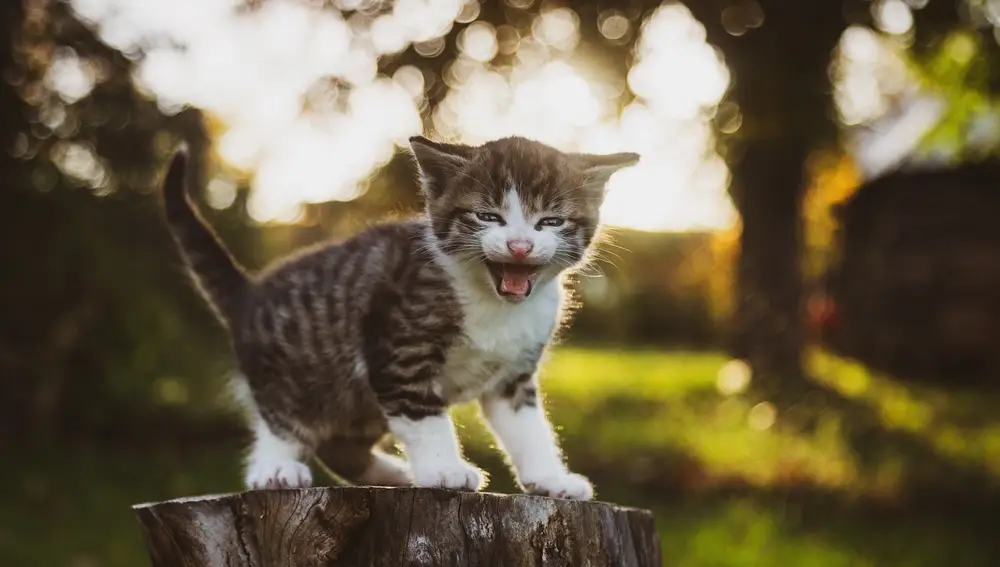 Gato