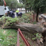 Árboles caídos en Palencia