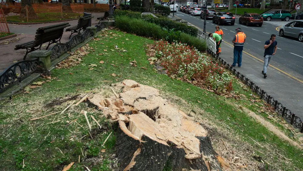 Restos de un árbol caído a causa del viento provocado por la borrasca Kirk en Bilba