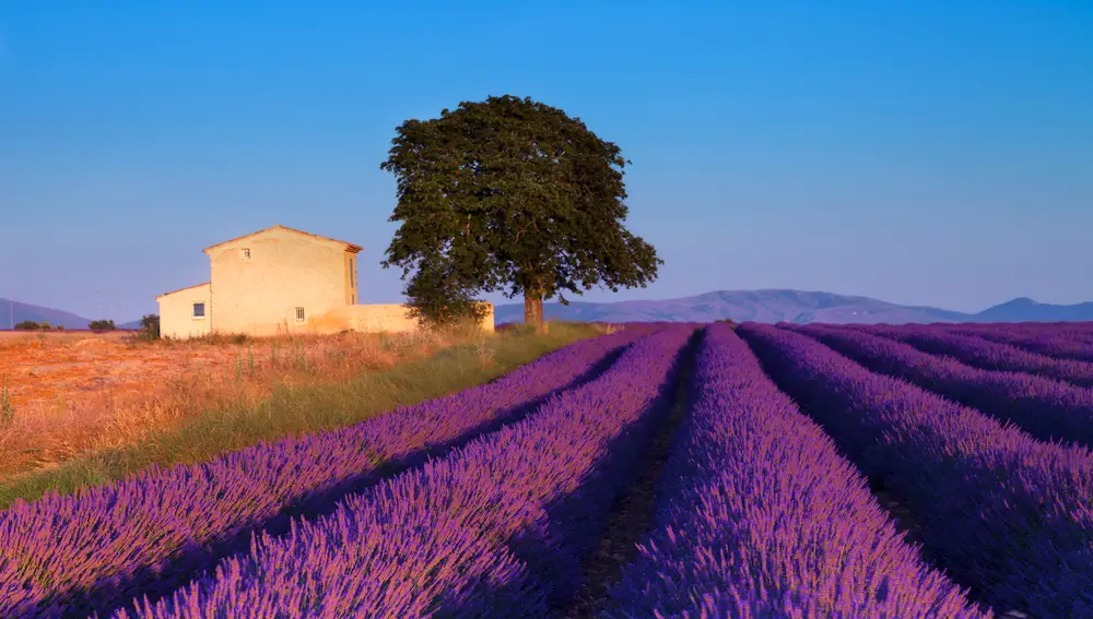 Campos de Lavanda, Skyscanner