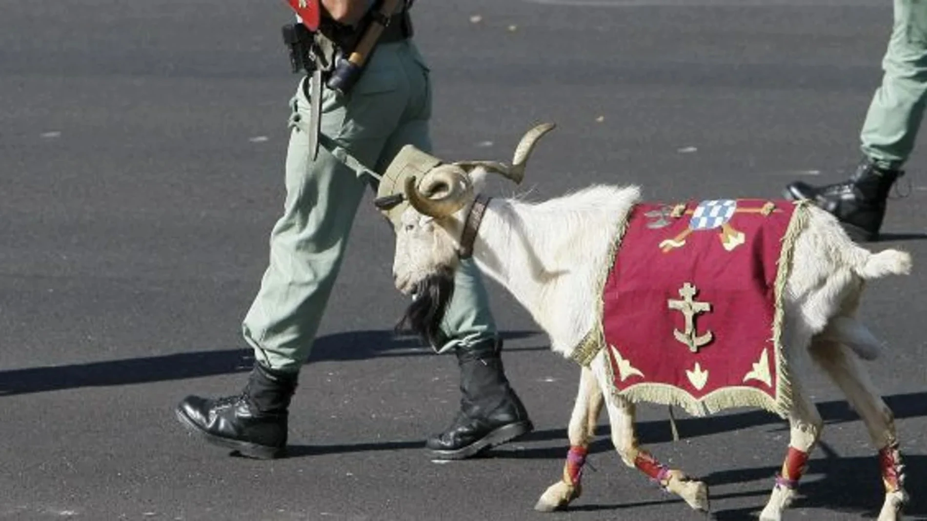 Este es el rango militar de la cabra de La Legión española y otras curiosidades