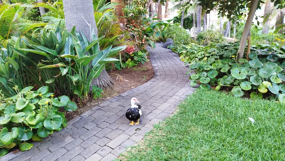 No debe extrañar encontramos la compañía de patos mientras recorremos este singular jardín botánico