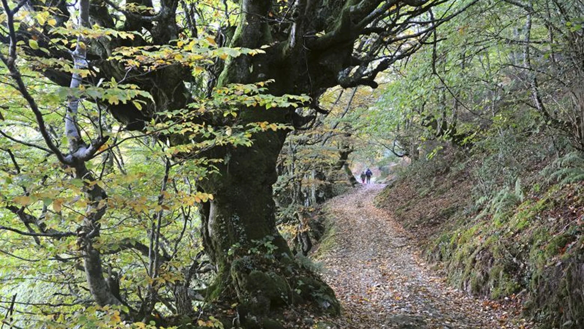 Un bosque en Moal, Asturias.