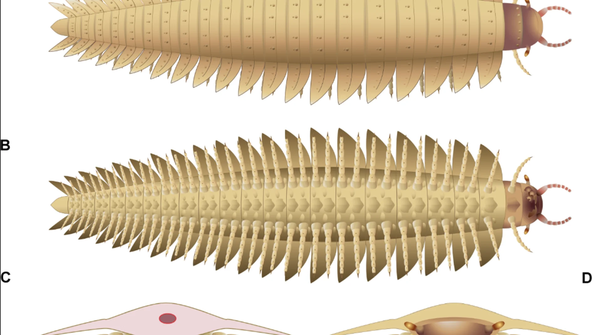 Paleontología