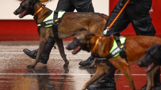 MADRID, 12/10/2024.- Varios perros de laUnidad Militar de Emergencias (UME) participan en el tradicional desfile del D&iacute;a de la Fiesta Nacional por el Paseo del Prado de Madrid. EFE/Daniel Gonz&aacute;lez