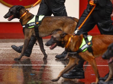 MADRID, 12/10/2024.- Varios perros de laUnidad Militar de Emergencias (UME) participan en el tradicional desfile del D&iacute;a de la Fiesta Nacional por el Paseo del Prado de Madrid. EFE/Daniel Gonz&aacute;lez