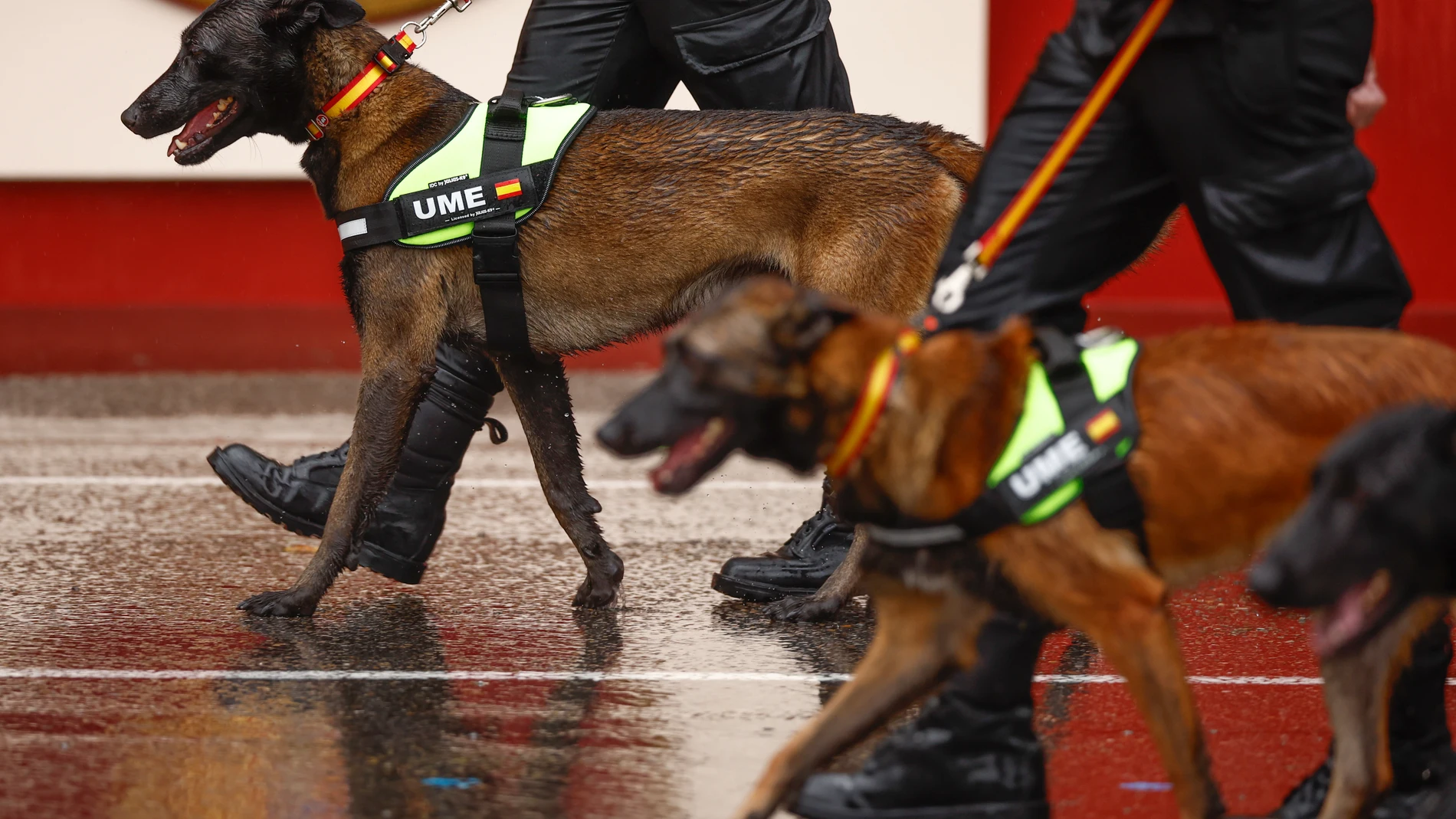 MADRID, 12/10/2024.- Varios perros de laUnidad Militar de Emergencias (UME) participan en el tradicional desfile del Día de la Fiesta Nacional por el Paseo del Prado de Madrid. EFE/Daniel González