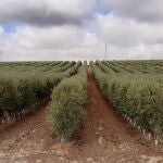 El olivar superintensivo ha permitido que España tuviera la pasada campaña suficiente aceite de oliva en los mercados