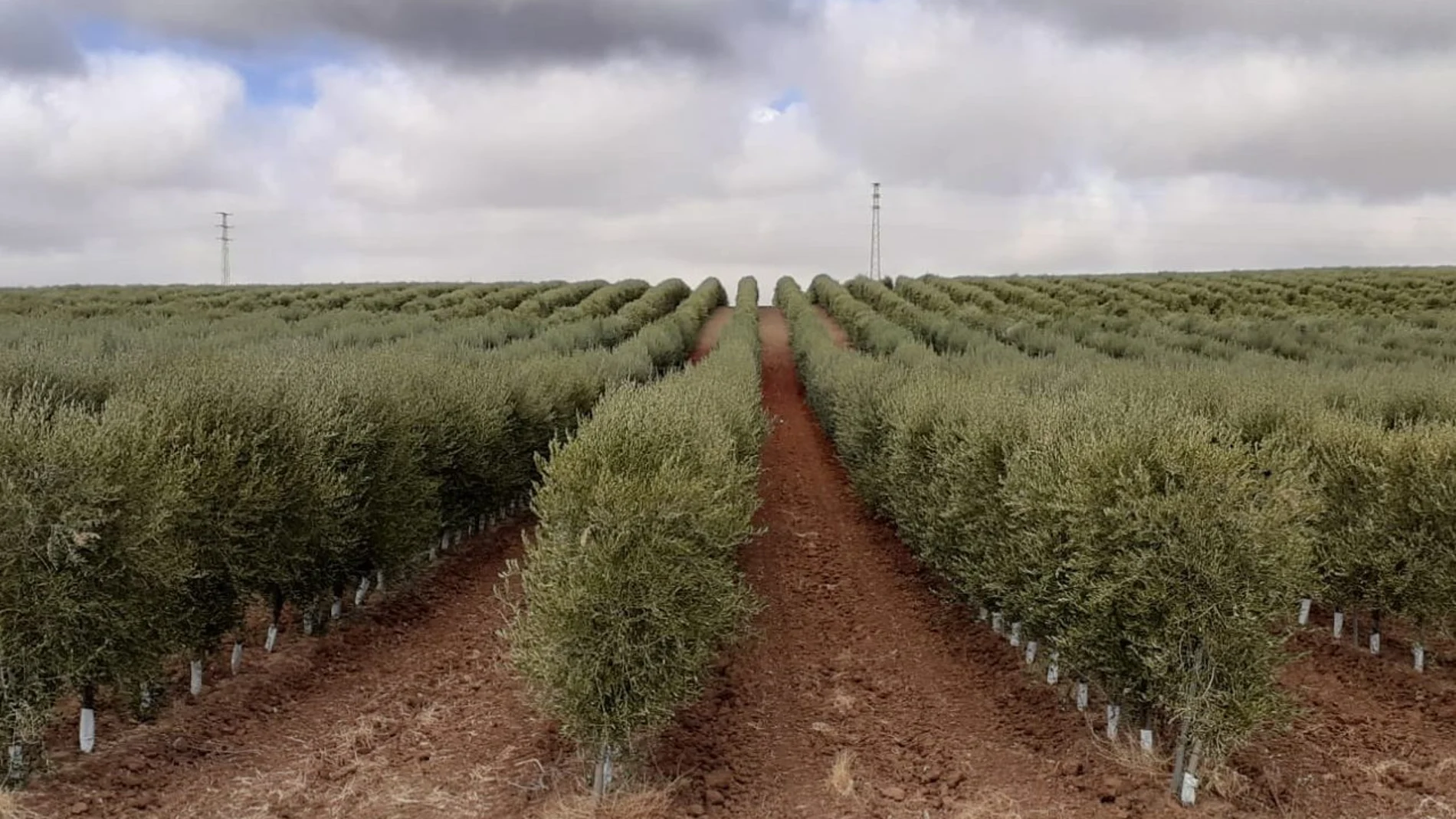 El olivar superintensivo ha permitido que España tuviera la pasada campaña suficiente aceite de oliva en los mercados