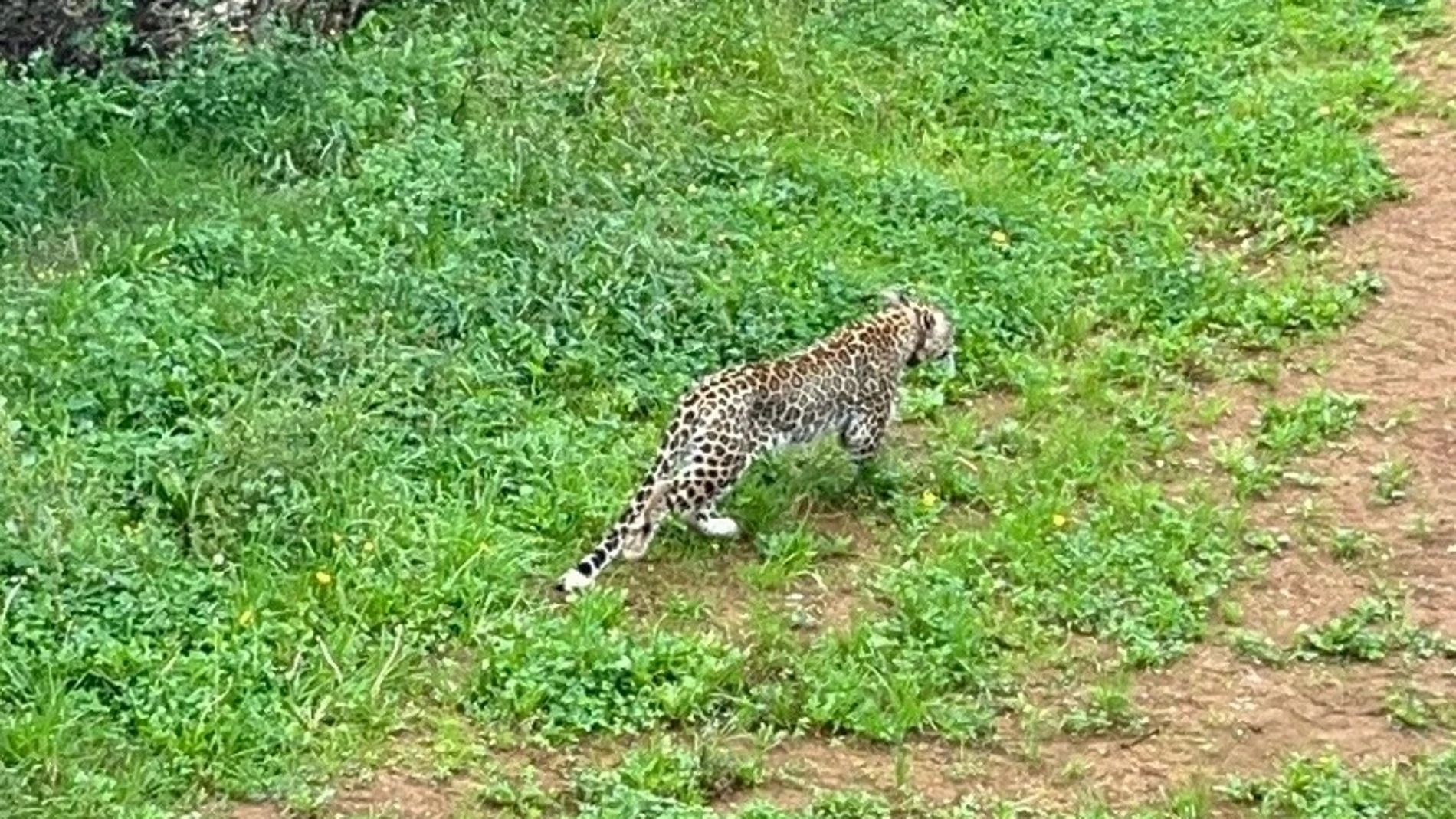 Un ejemplar de leopardo persa.